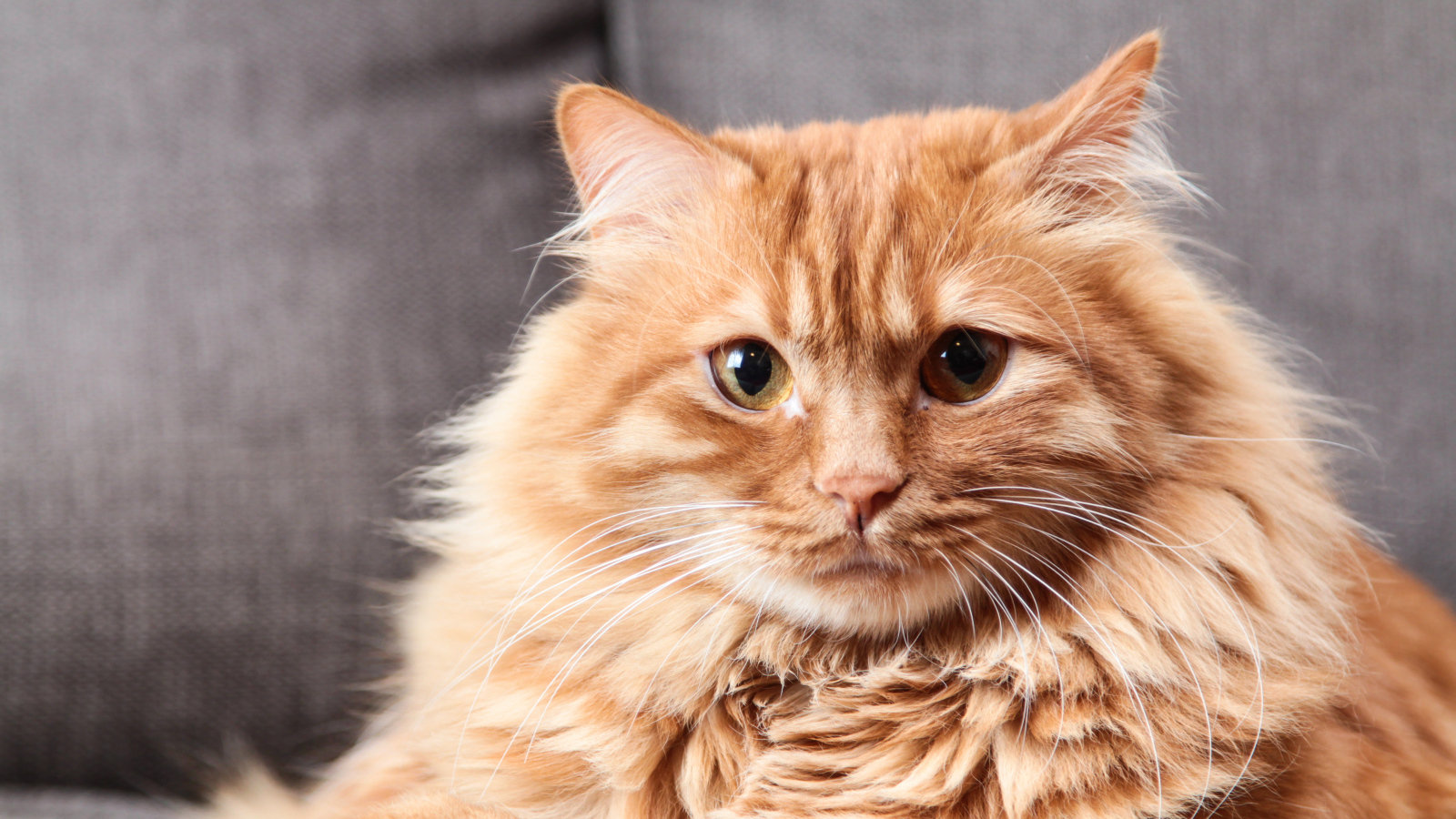 Большой пушистый рыжий кот 