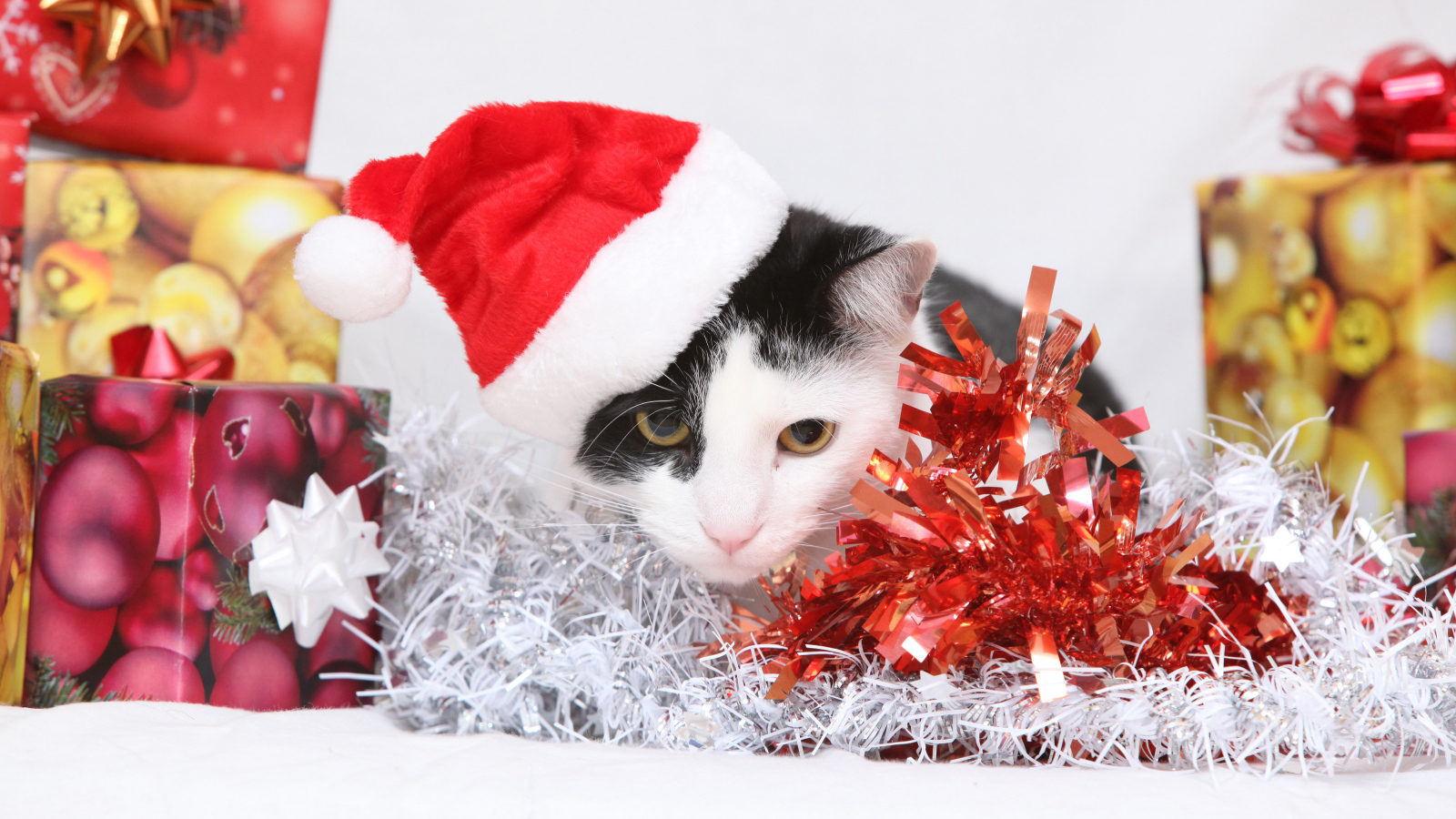 Черно белый кот в новогодней шапке с подарками