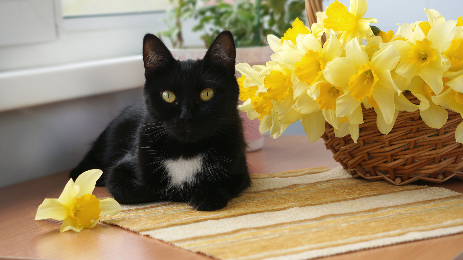 Черный кот у корзины с желтыми нарциссами