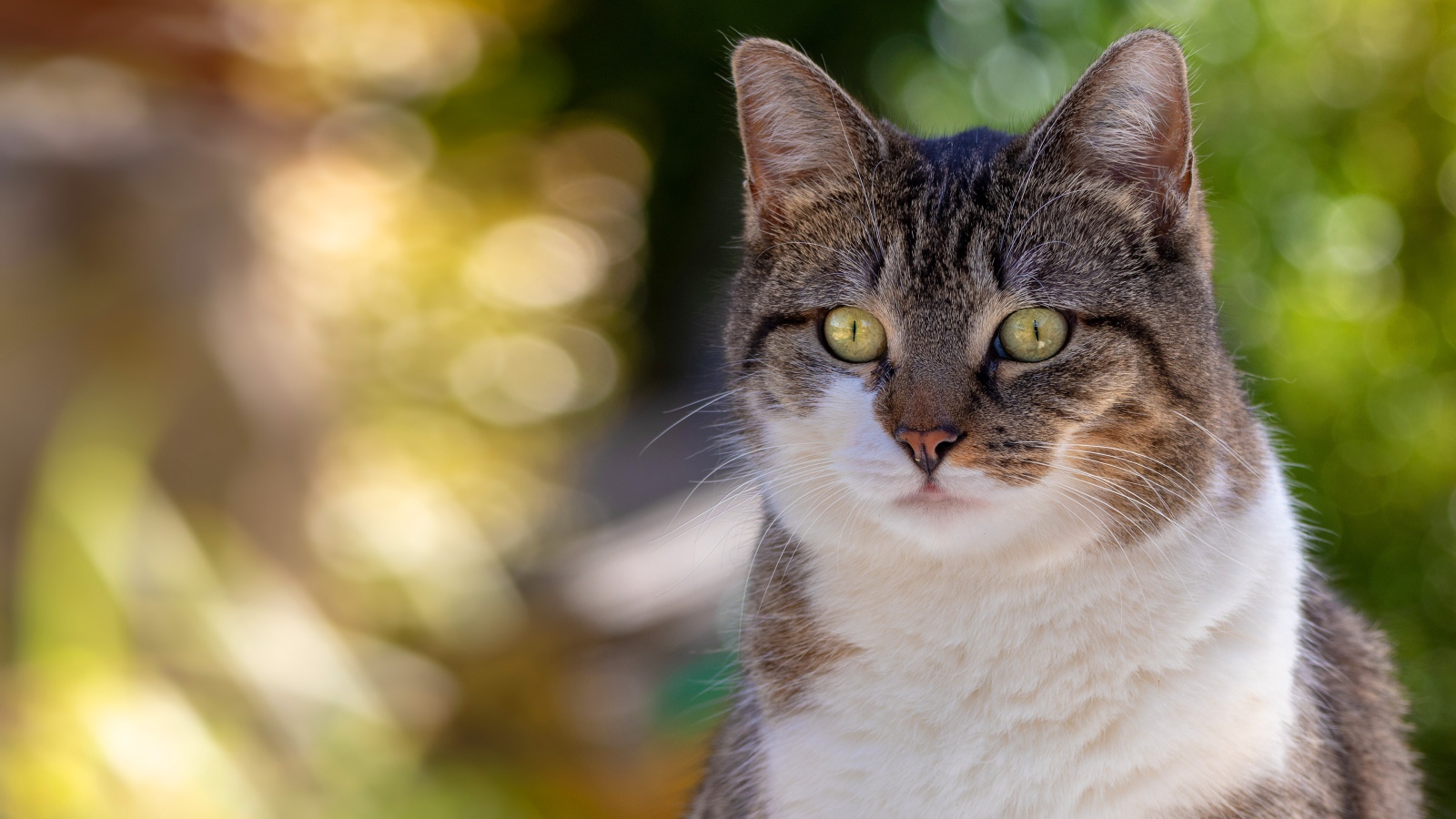 Любопытный взгляд зеленоглазого серого с белым кота