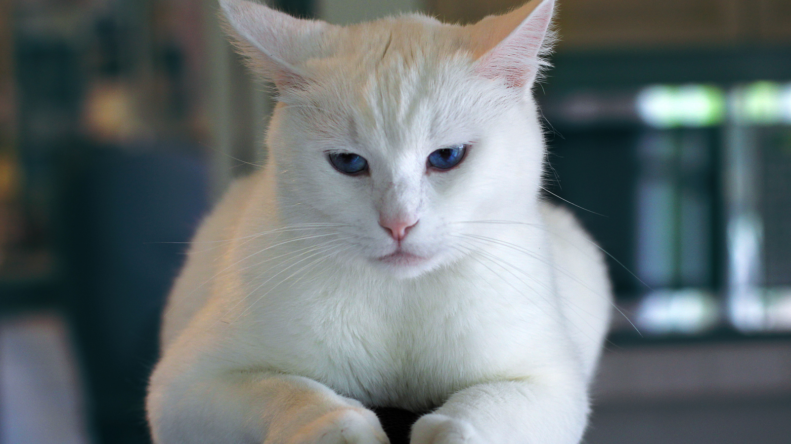 Недовольный голубоглазый белый кот 