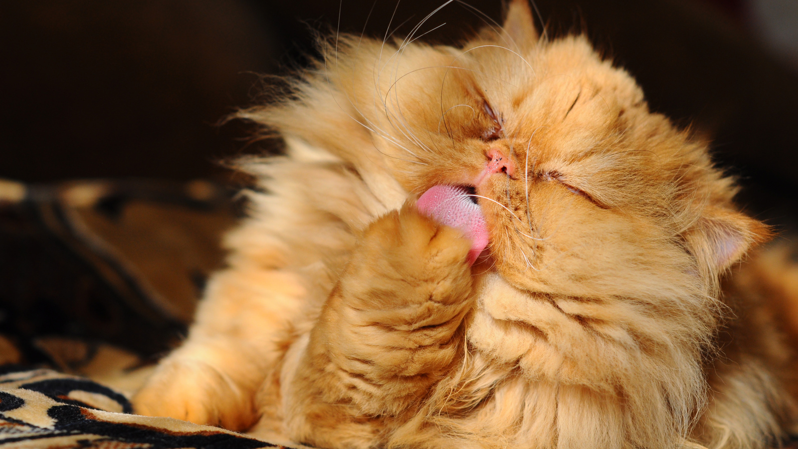 Fluffy red Persian cat licks paw