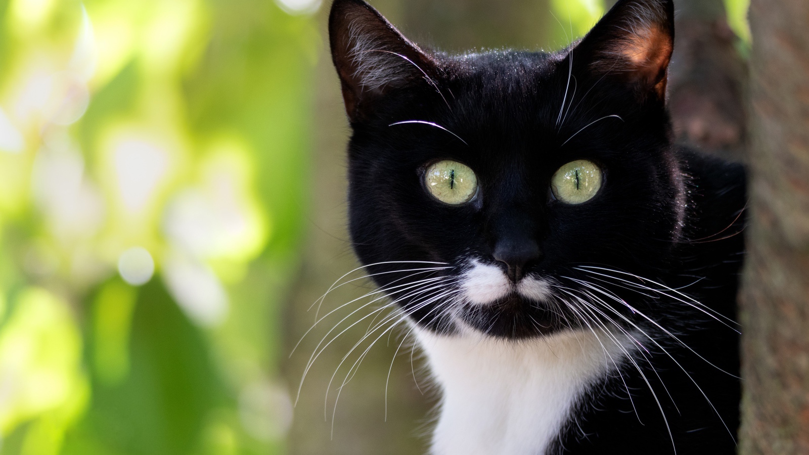 Испуганный черно белый кот с длинными усами 