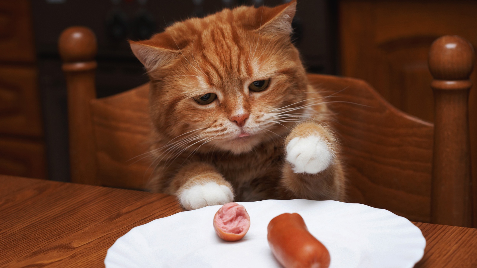 Рыжик кот ворует сосиску с тарелки на столе