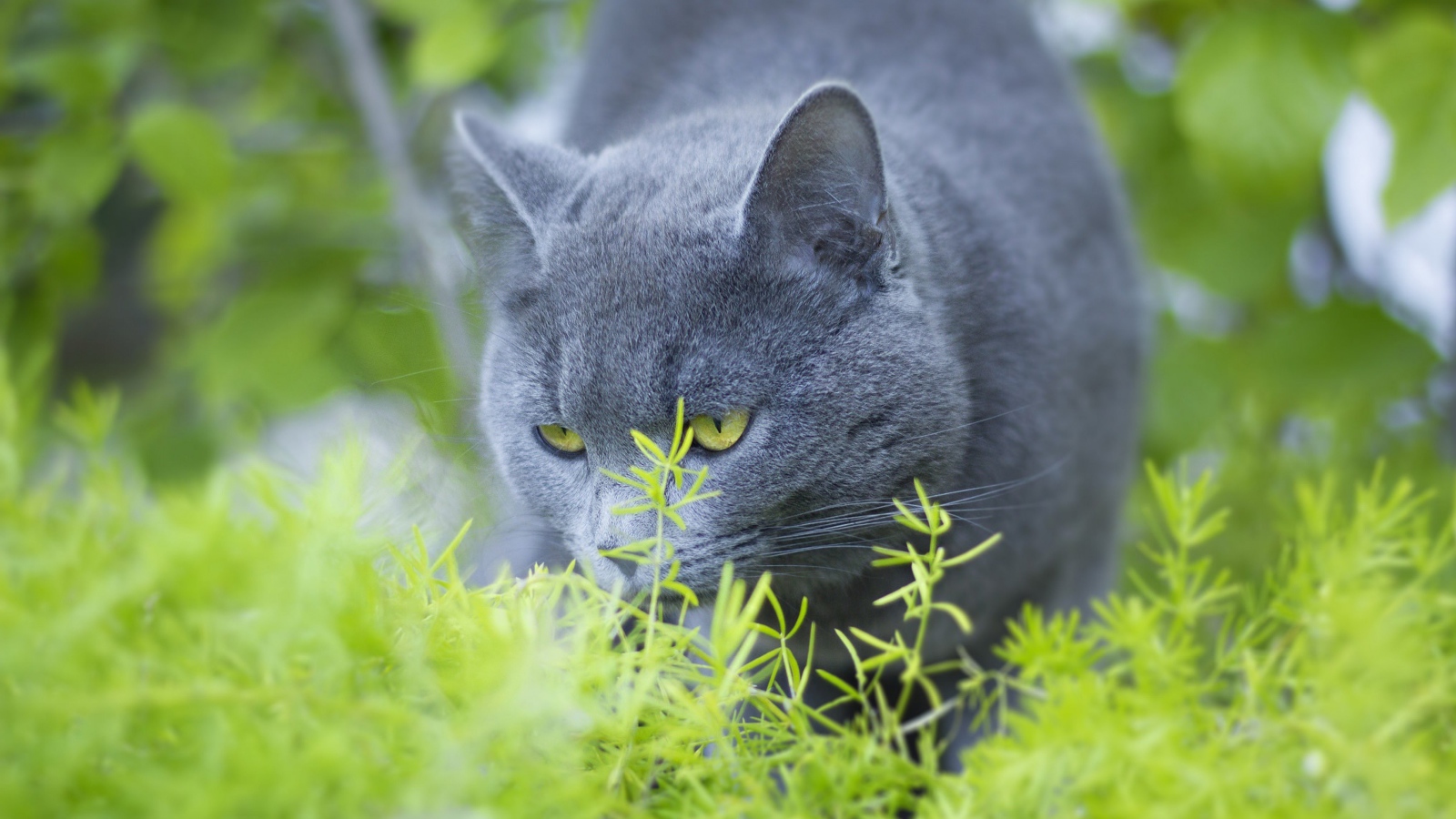 Серый кот британец ест зеленую траву