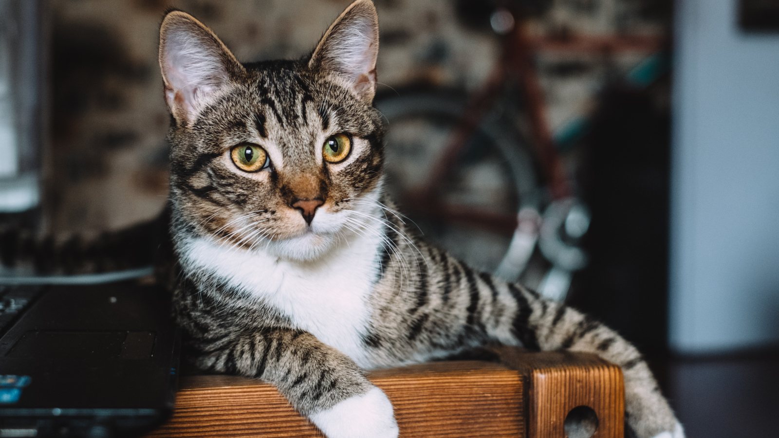 Серый кот лежит возле ноутбука 