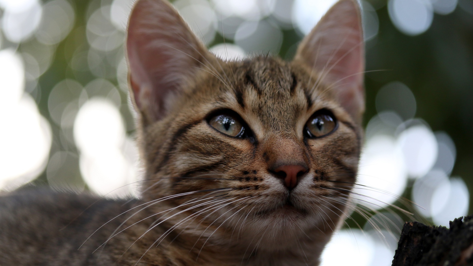 Серый кот дремлет на дереве