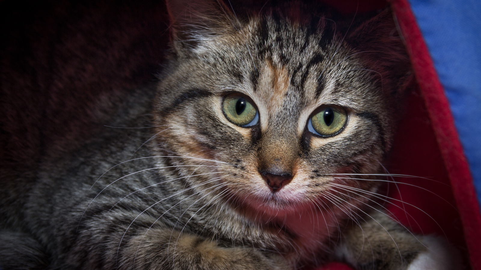 Серый зеленоглазый кот лежит под одеялом