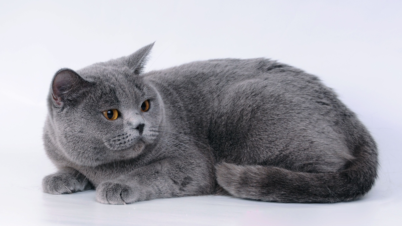 Большой британский кот на сером фоне