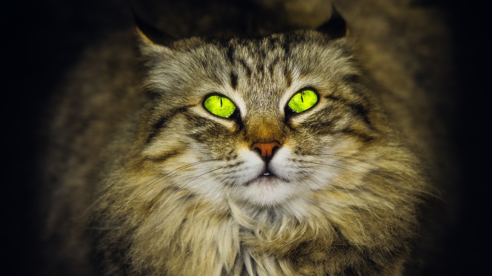 Большой пушистый серый кот с красивыми глазами