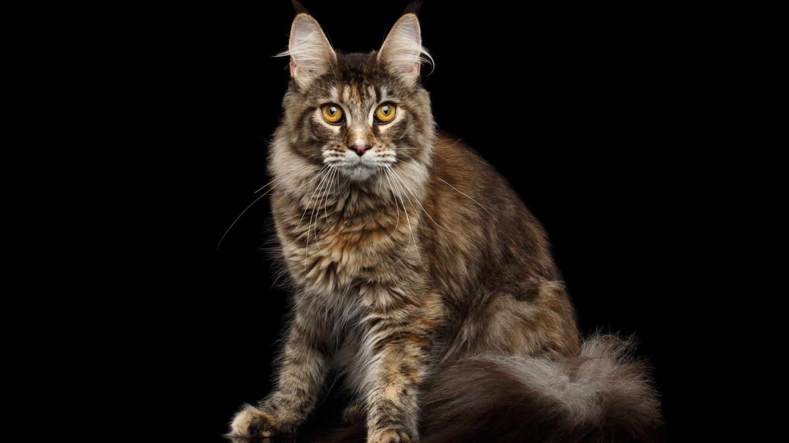 Большой серый кот породы мейн кун на черном фоне