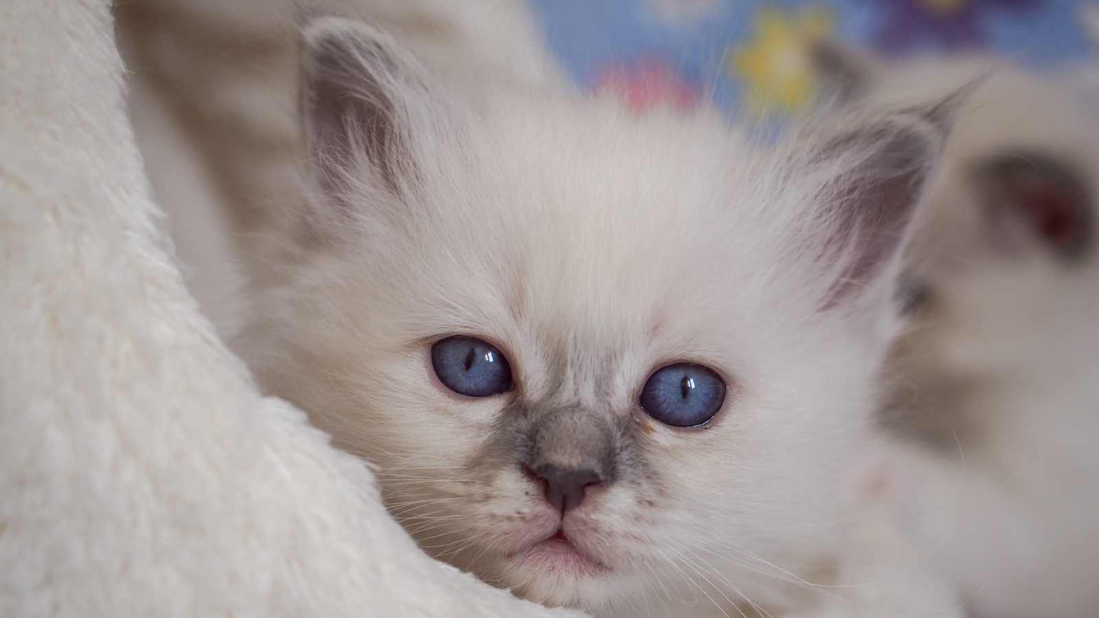 Маленький милый голубоглазый котенок