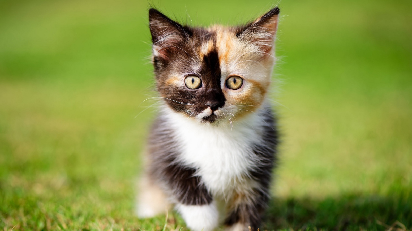 Маленький забавный трехцветный котенок на зеленой траве