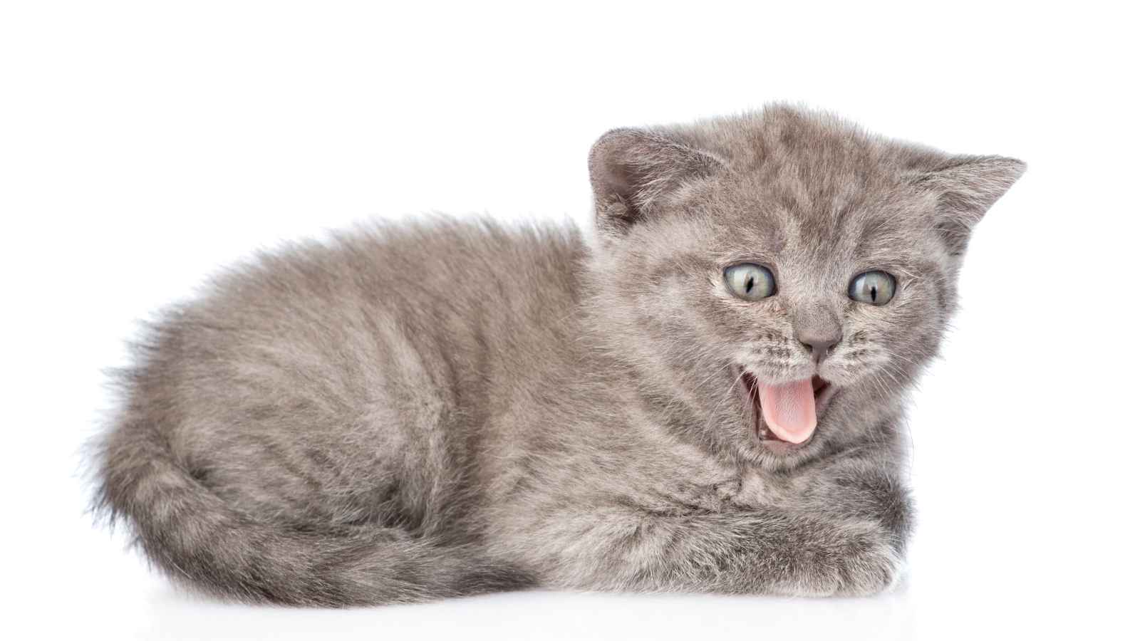 Маленький серый котенок в высунутым языком