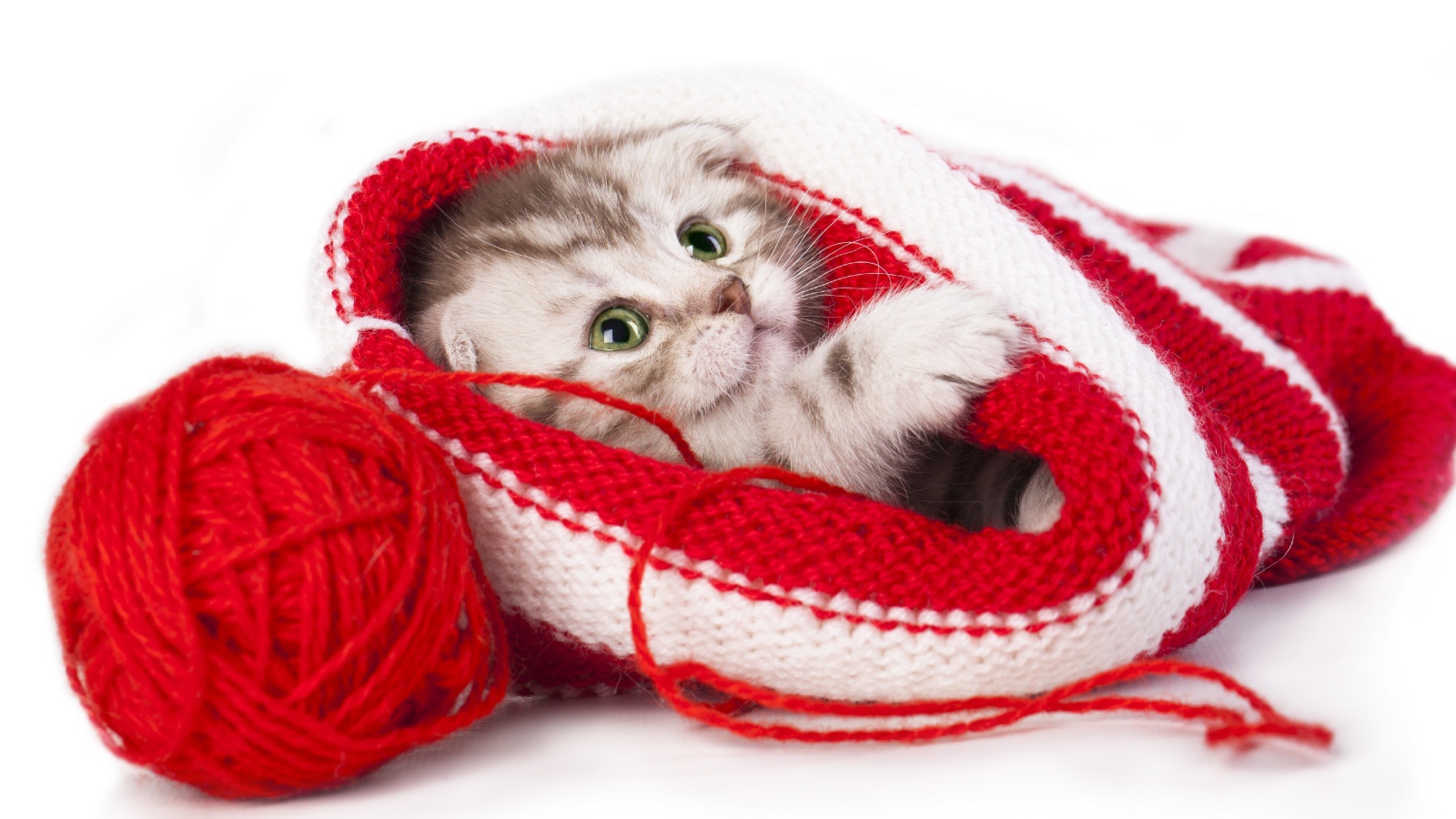 Маленький котенок спит в вязаной шапке