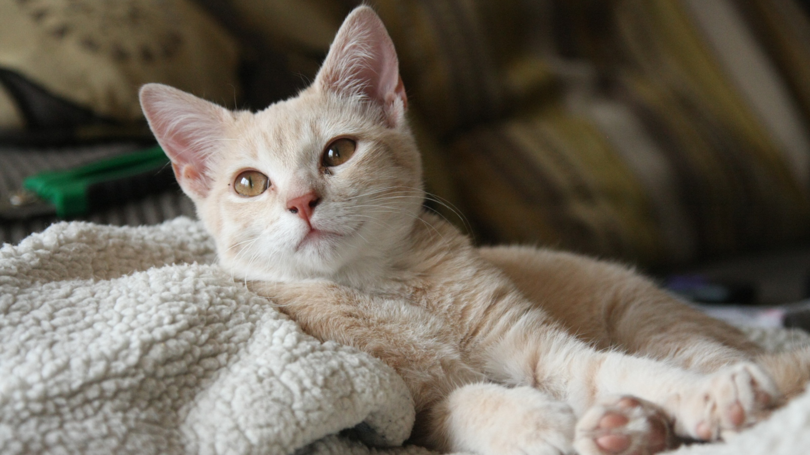 Маленький рыжий котенок лежит на теплой постели