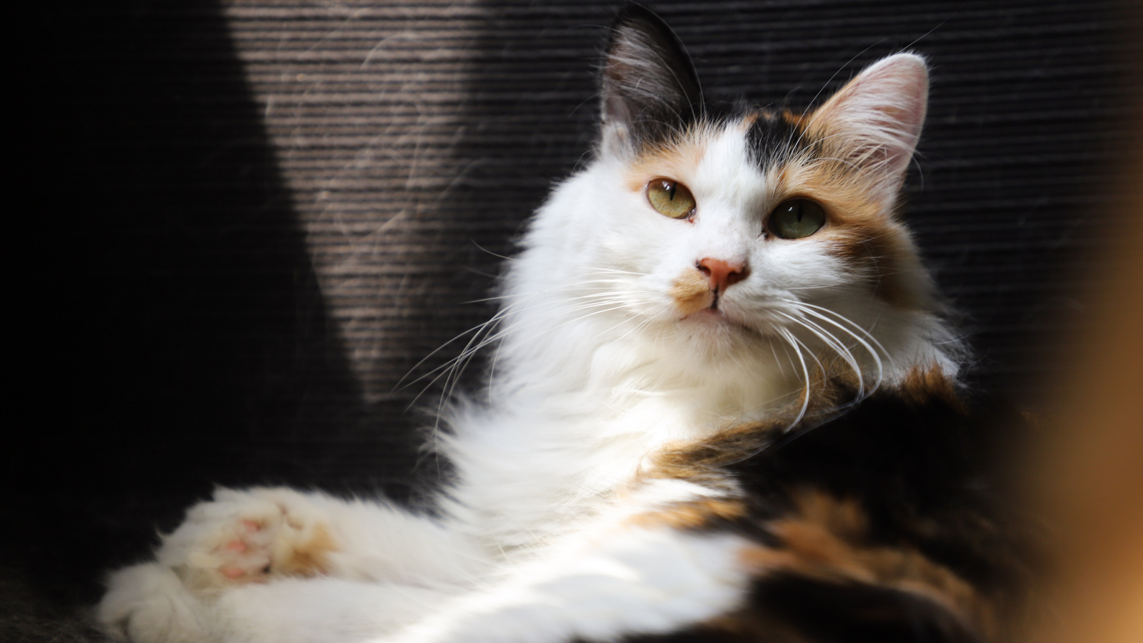 Взгляд красивой трехцветной кошки