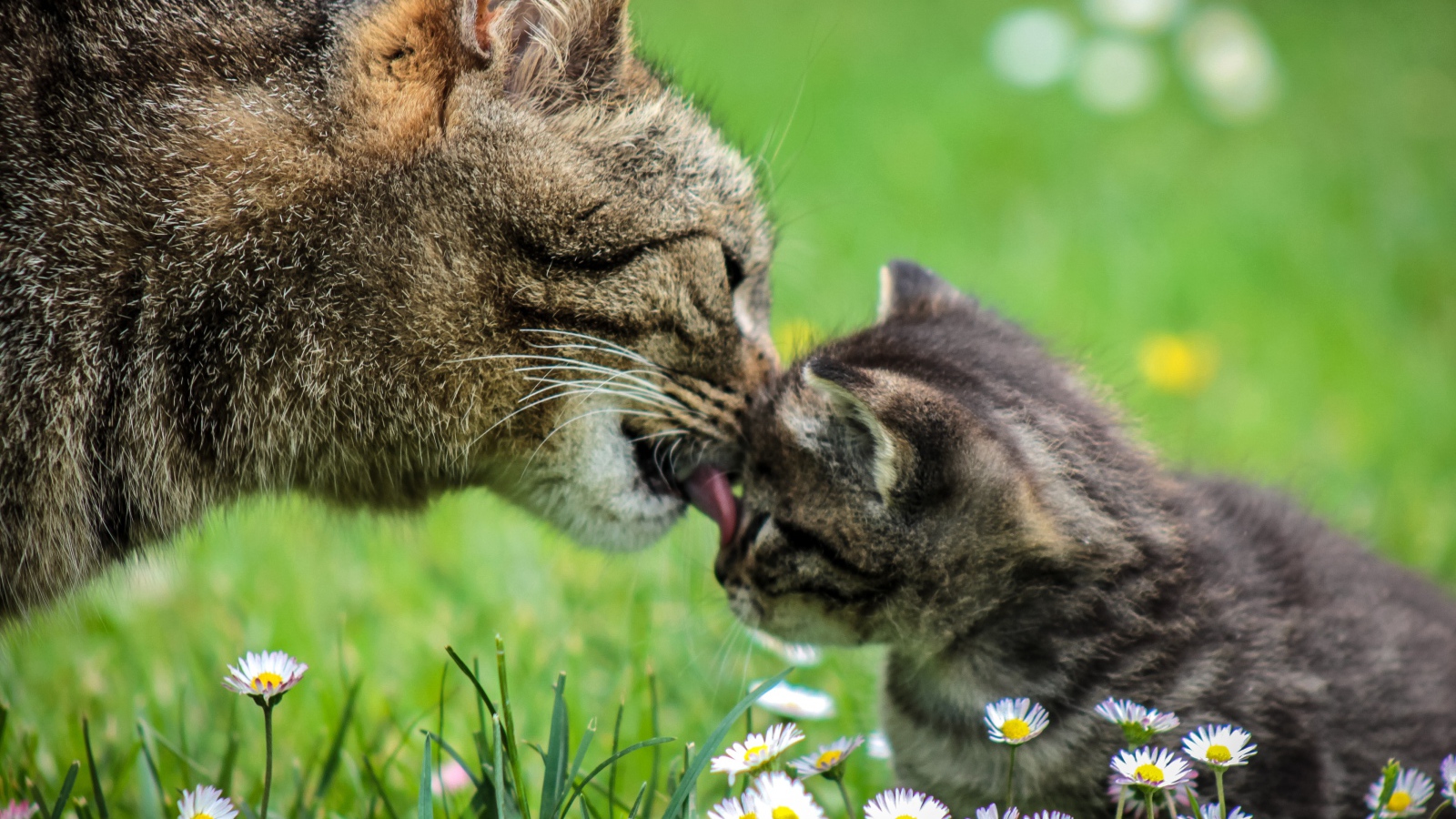 Мама кошка умывает серого котенка на зеленой траве