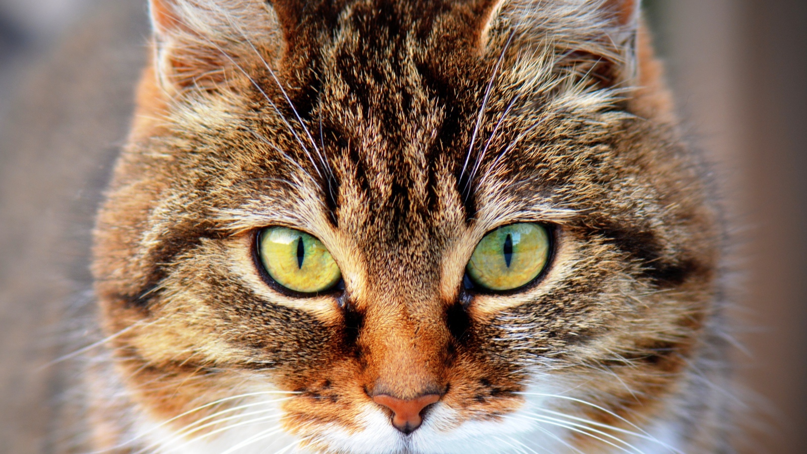 Морда красивого серого кота с желтыми глазами