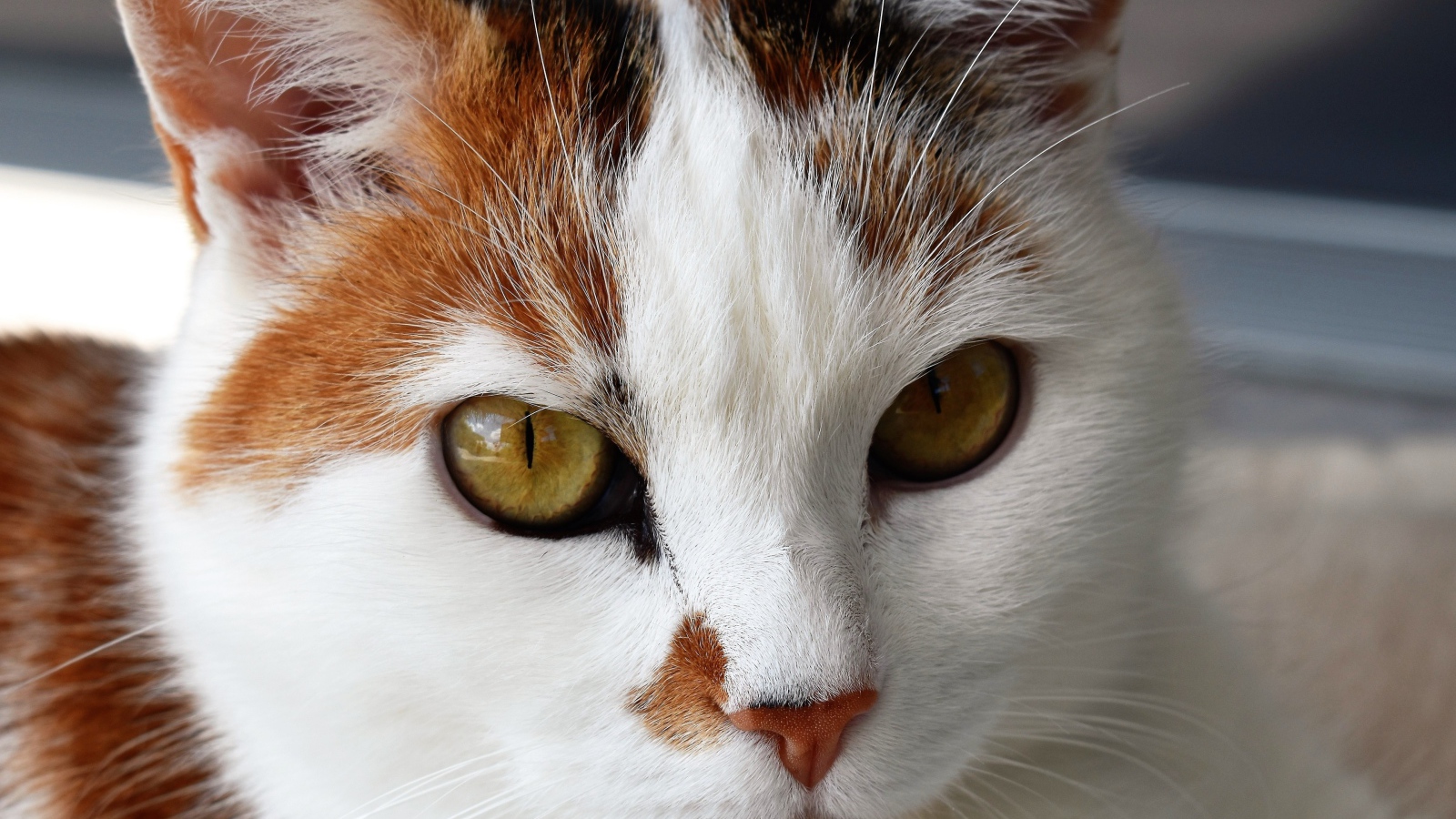 Морда кошки с красивым окрасом