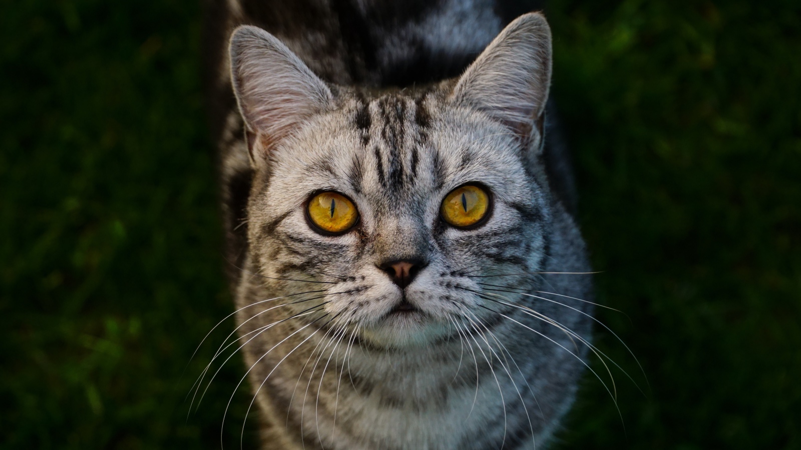 Породистый серый кот с желтыми глазами на зеленой траве