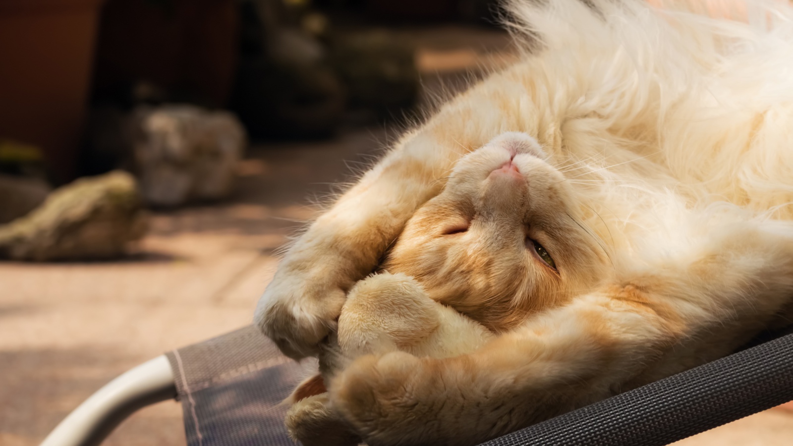 Рыжий кот спит на кресле 