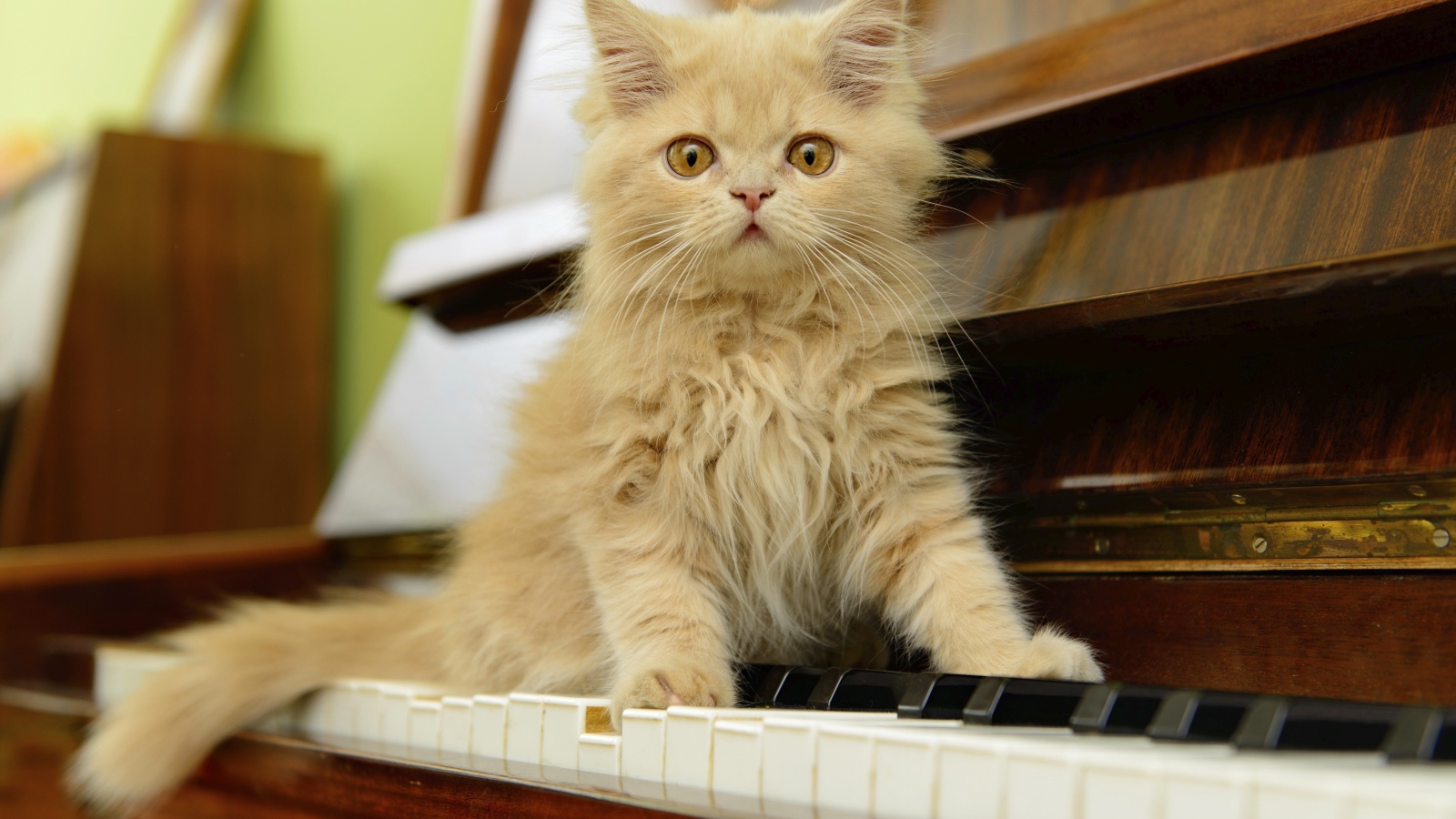 Рыжий персидский котенок сидит на пианино