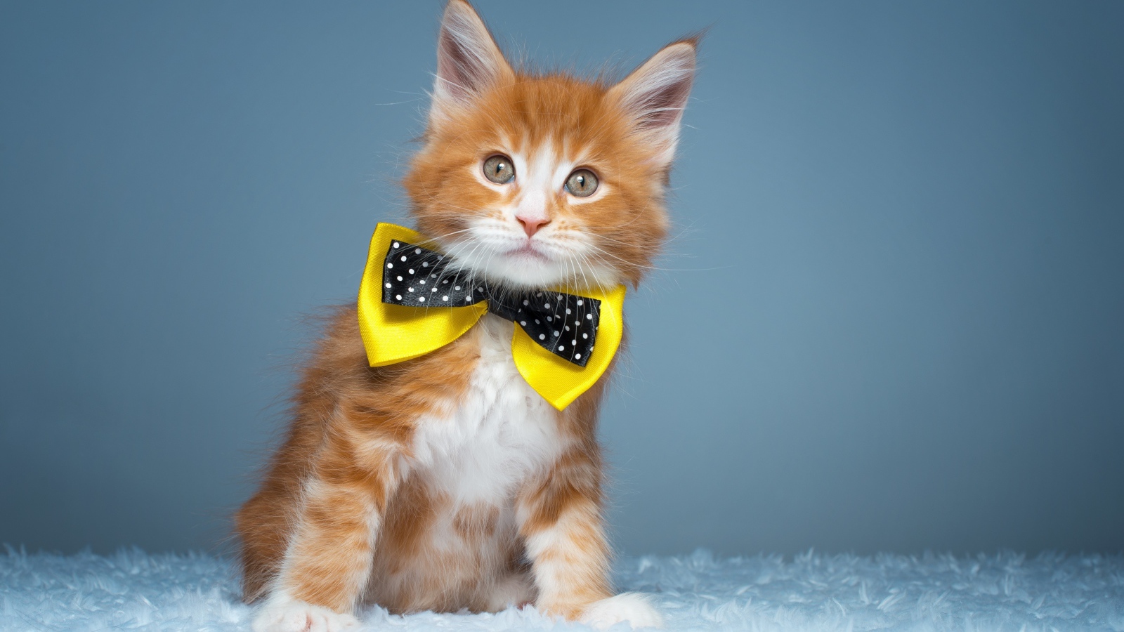 Рыжий котенок мейн кун с бабочкой на шее