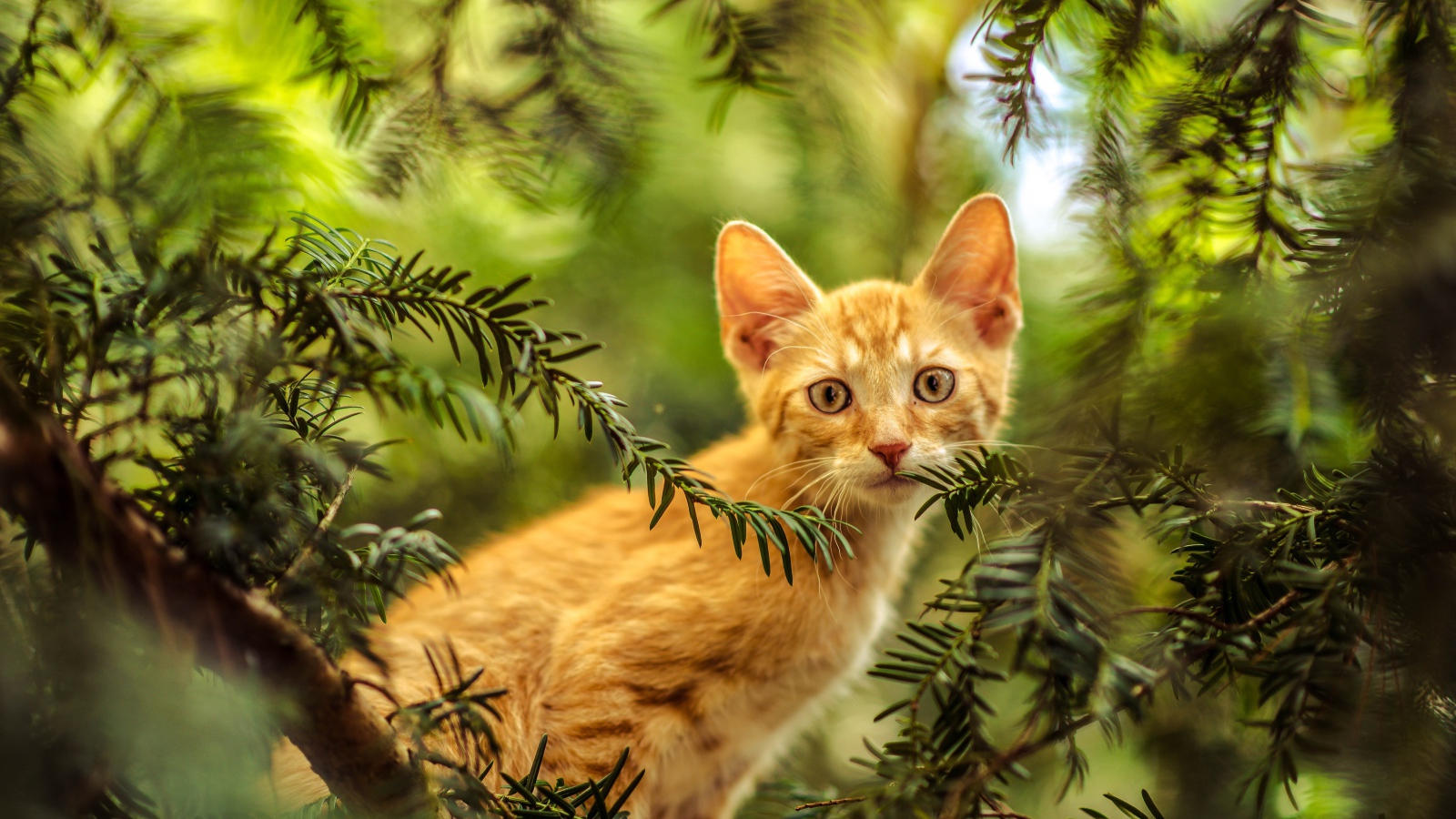 Рыжий любопытный котенок сидит в зеленых ветках