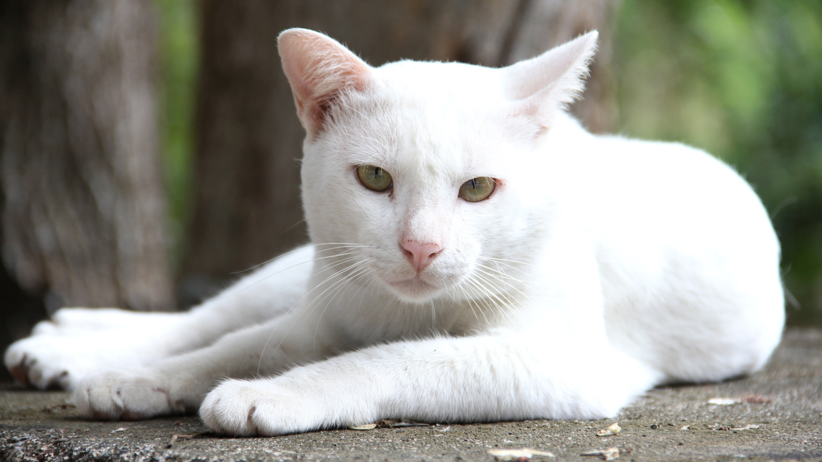 Грустный белый кот лежит на земле 