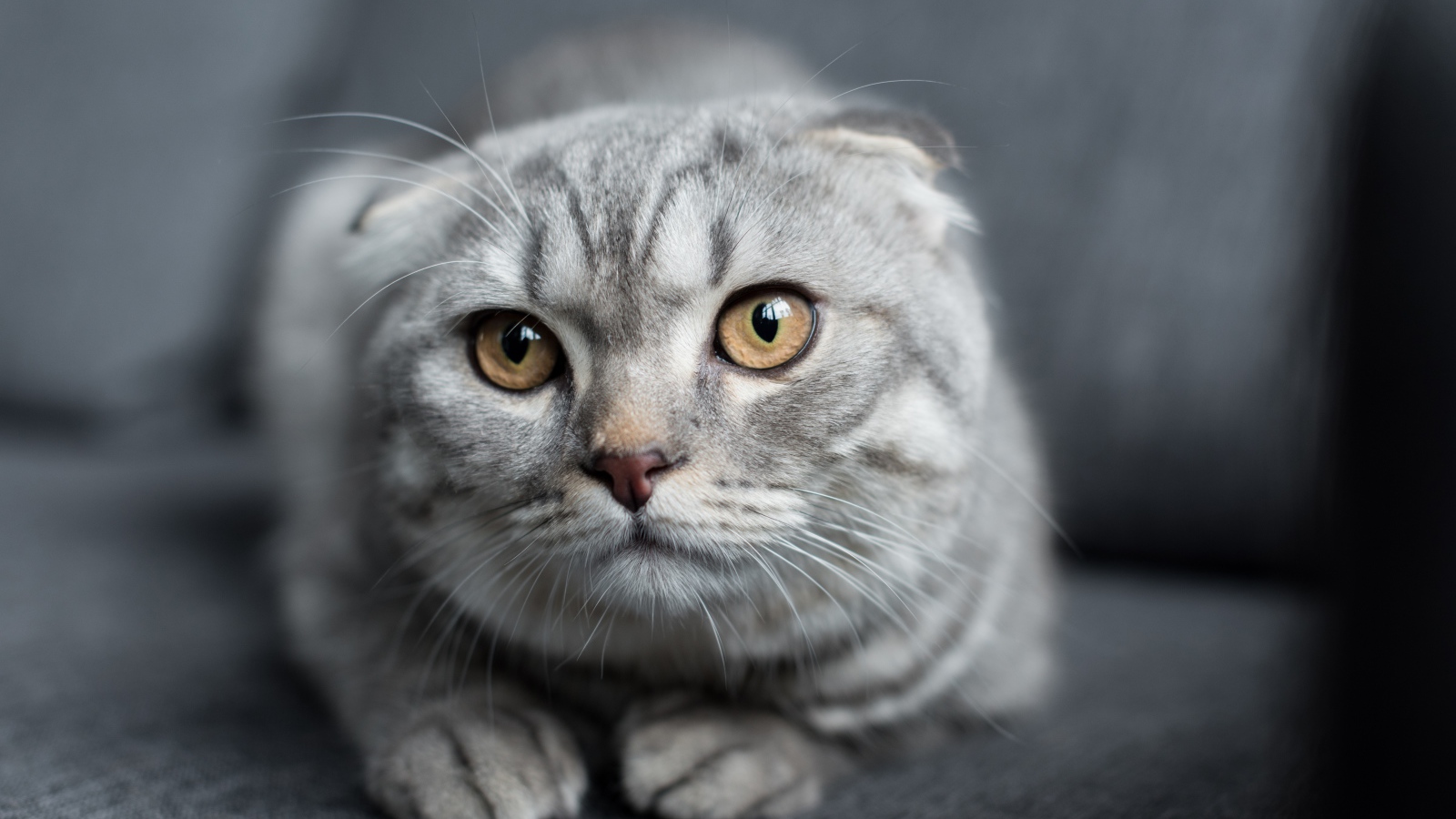 Шотландская вислоухая кошка лежит на диване