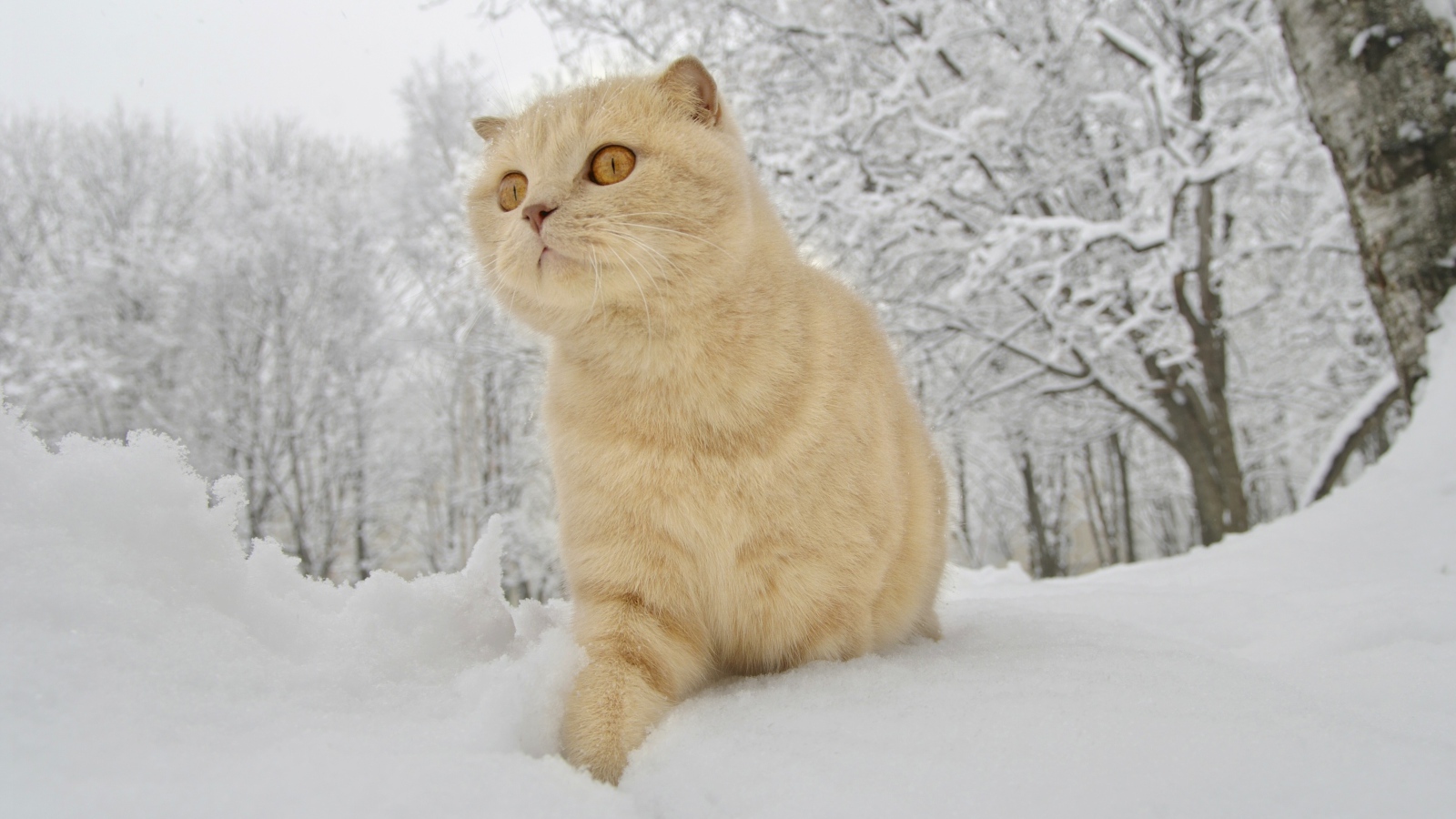 Шотландский вислоухий кот идет по белому снегу