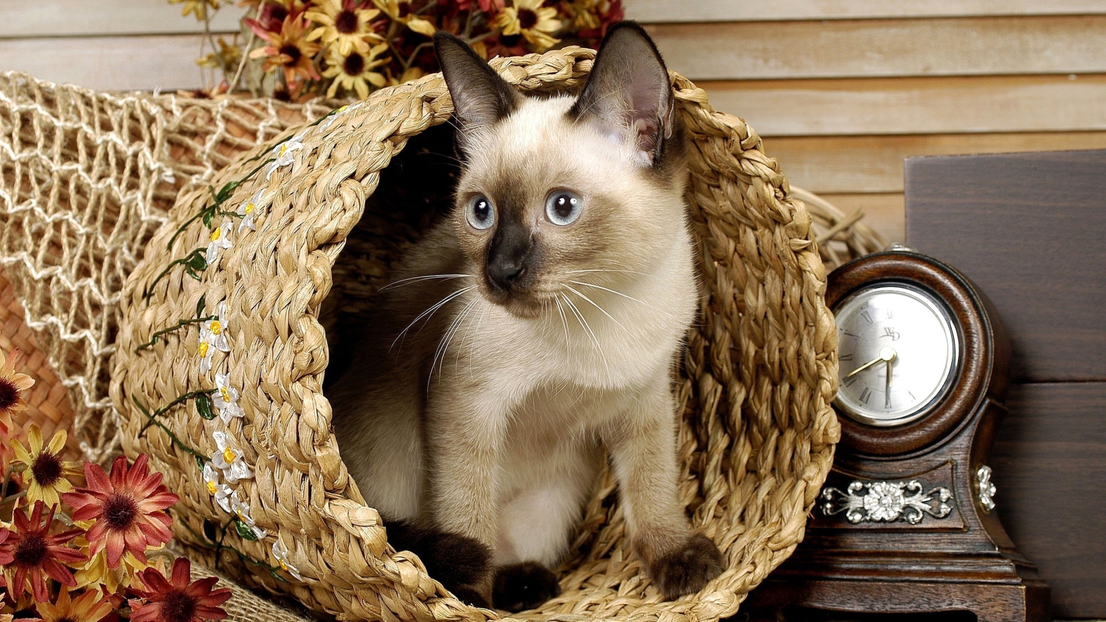 Сиамский голубоглазый кот сидит в корзине