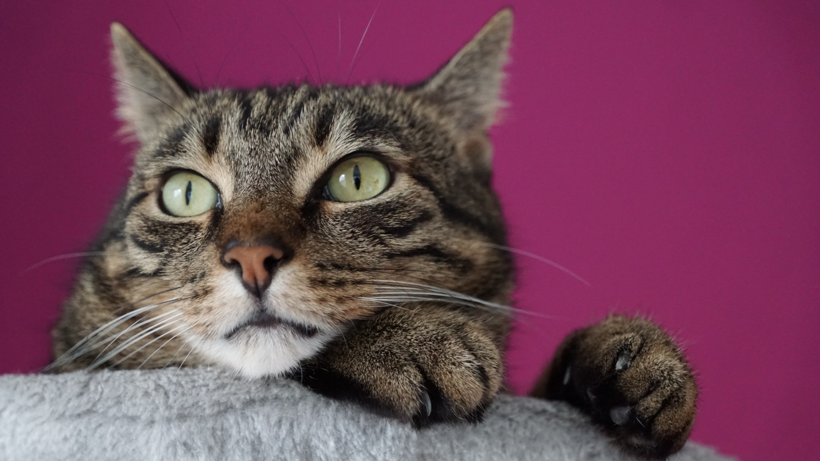 Хитрый серый кот на сиреневом фоне