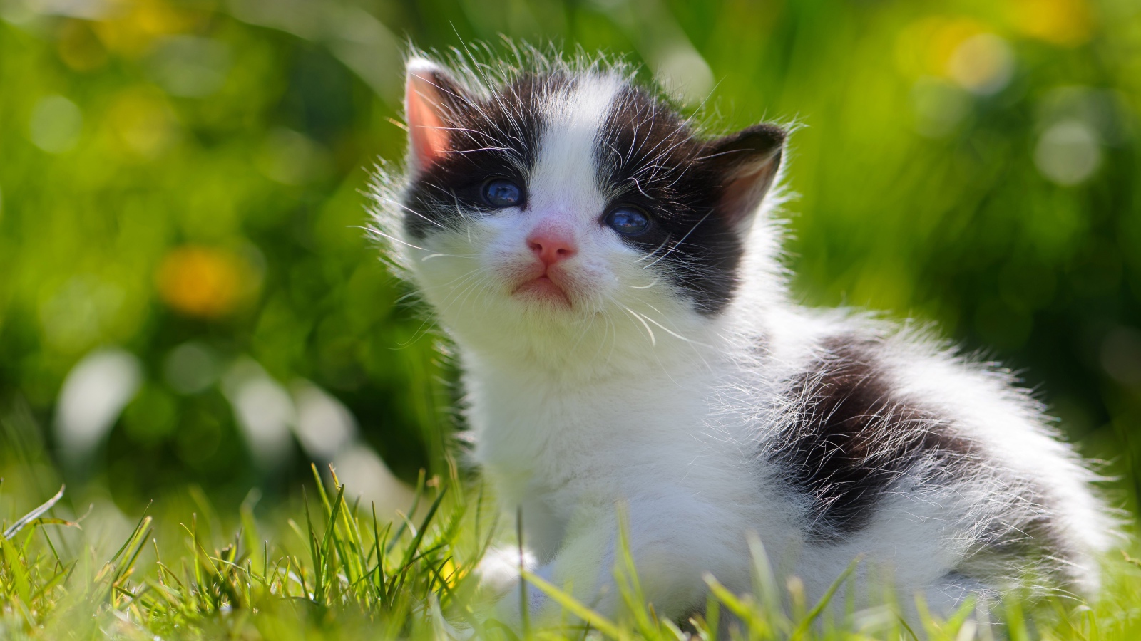 Маленький черно - белый котенок сидит в зеленой траве