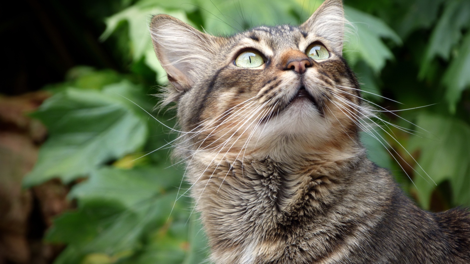 Взгляд серого зеленоглазого кота на фоне зеленых листьев