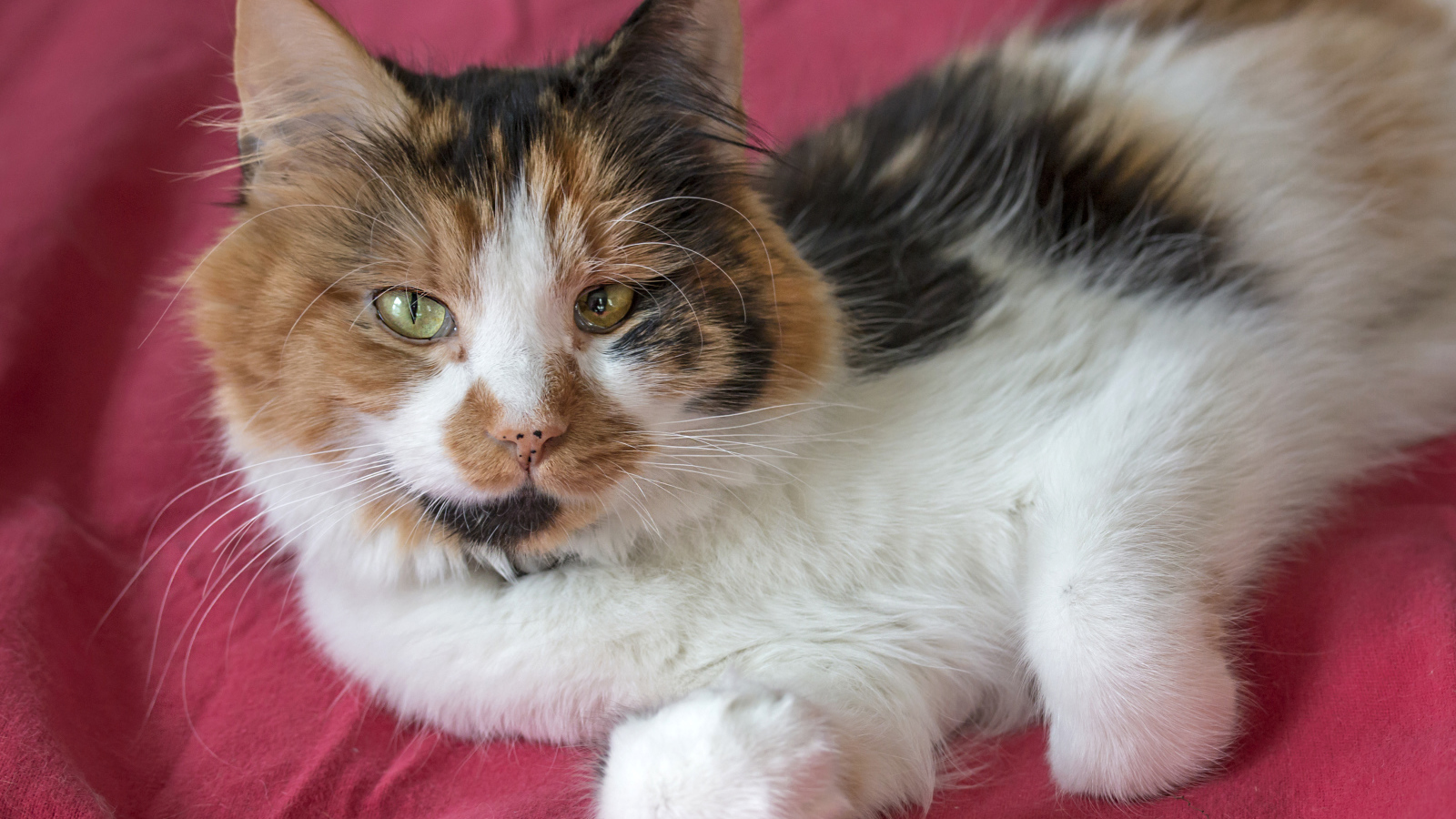 Трехцветная кошка лежит на розовом покрывале 