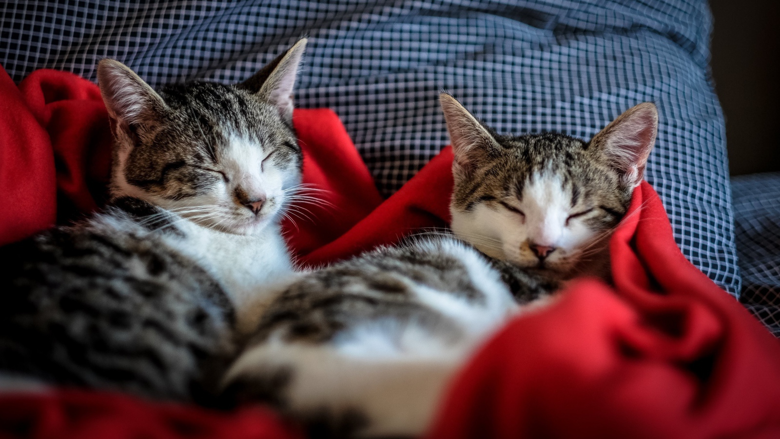 Два кота спят на кровати