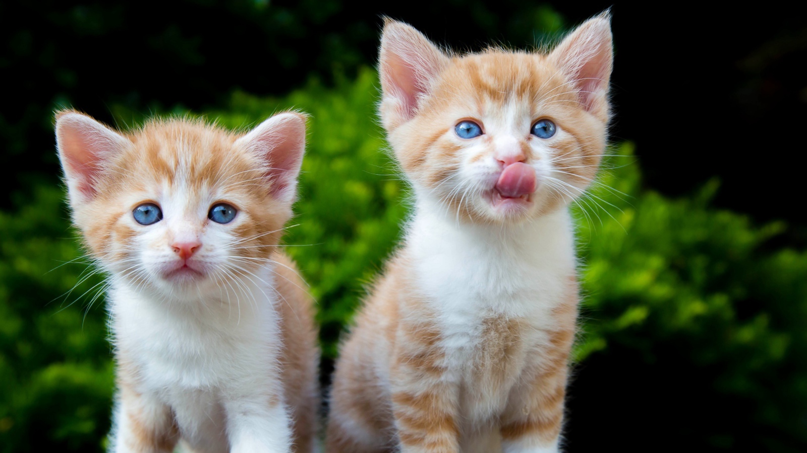 Два маленьких рыжих голубоглазых котенка
