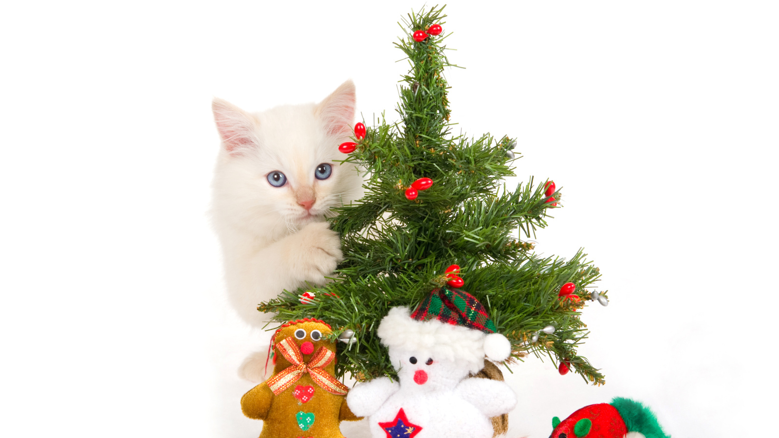 Белый котенок с новогодней елкой и игрушками на белом фоне