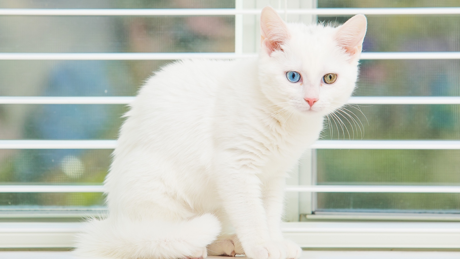 Белый котенок с разноцветными глазами на окне