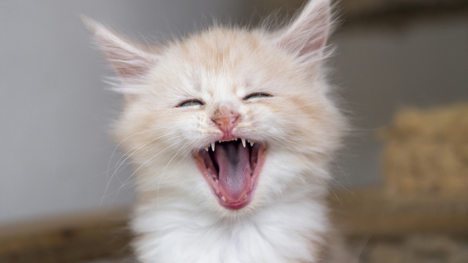 Зевающий рыжий котенок