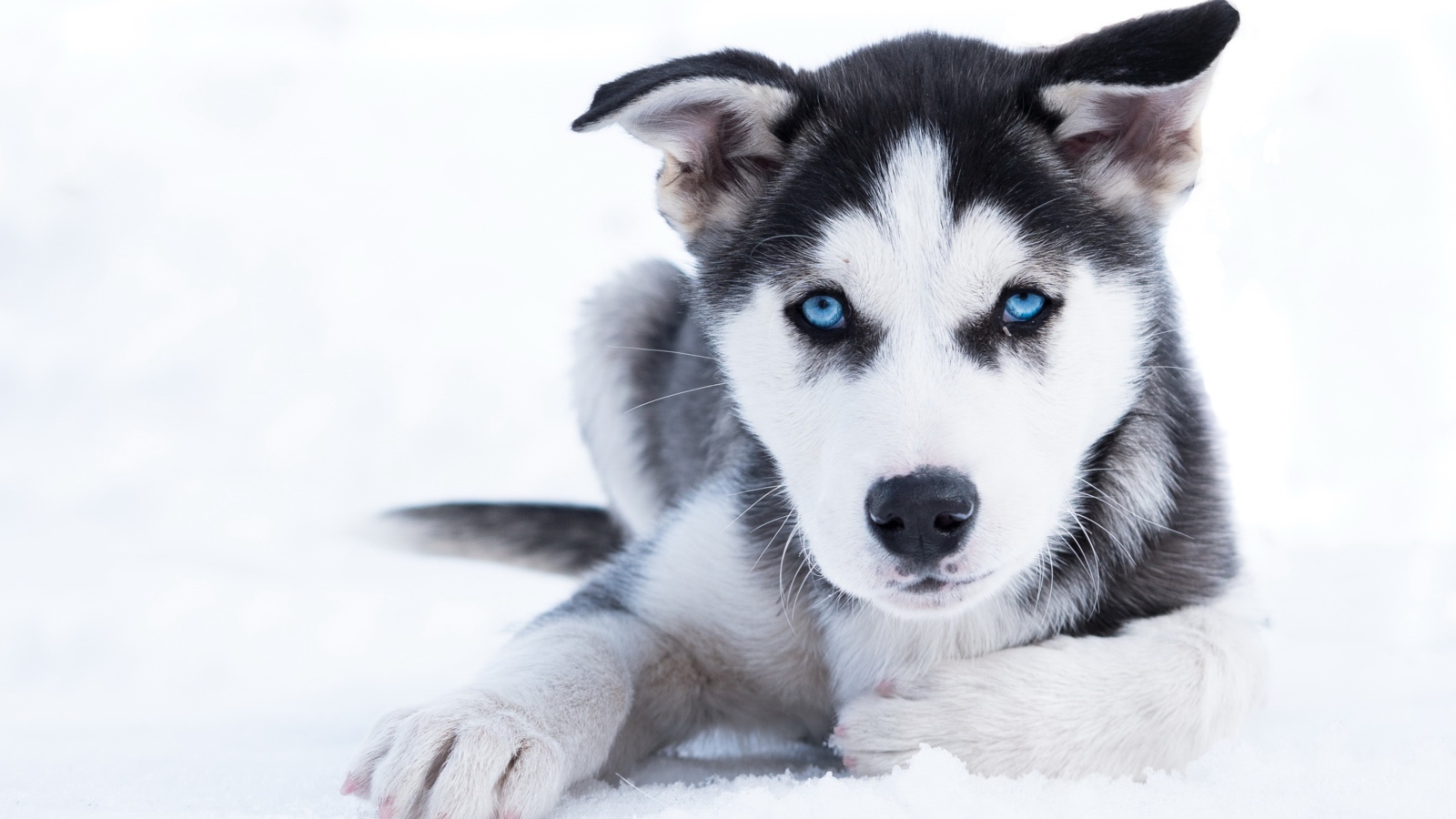 Голубоглазый щенок хаски лежит на снегу