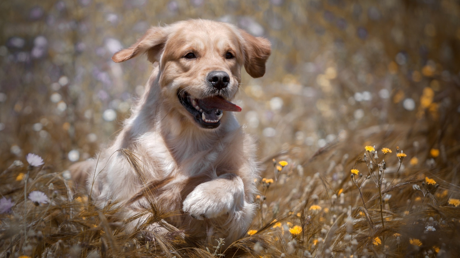 Веселый золотистый ретривер бежит по пшеничному полю