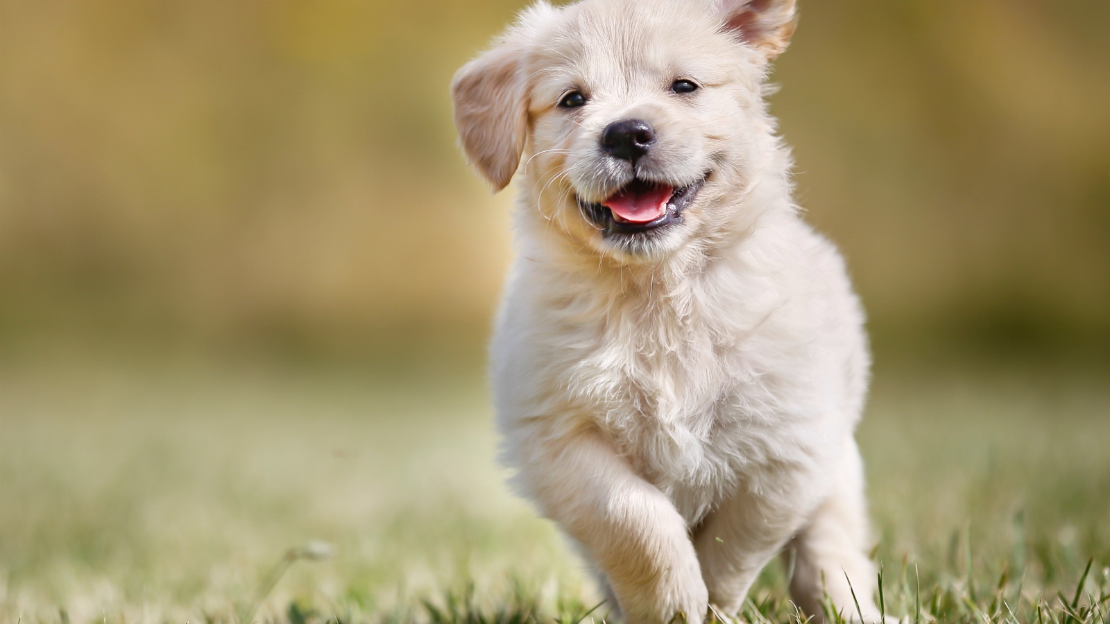 Довольный щенок золотистого ретривера бежит по зеленой траве