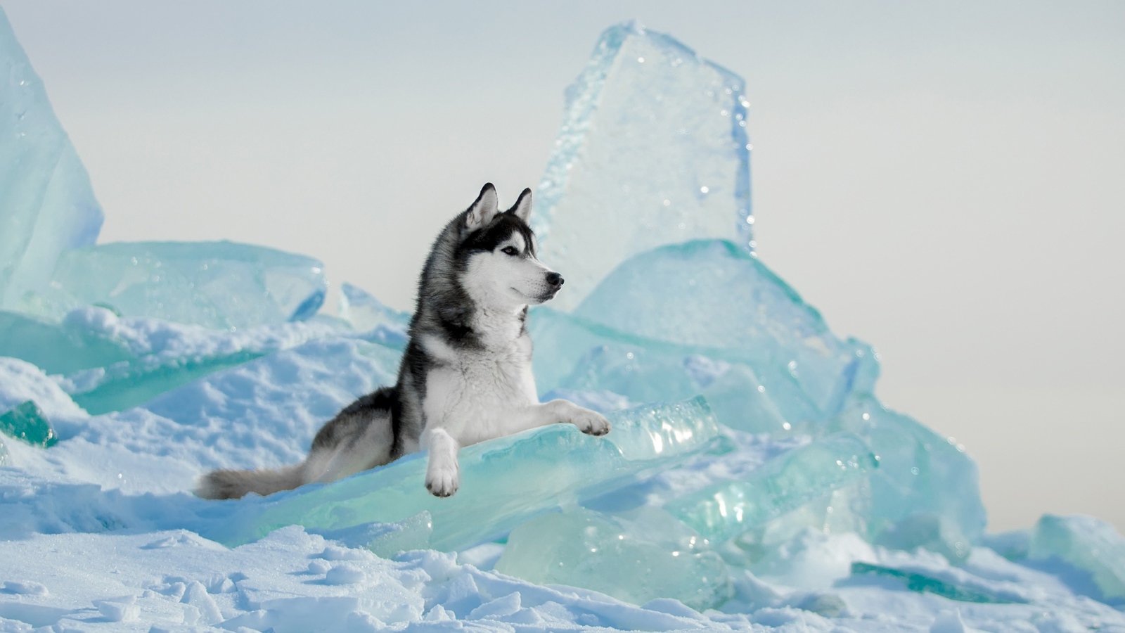 Собака  породы хаски лежит на голубой льдине