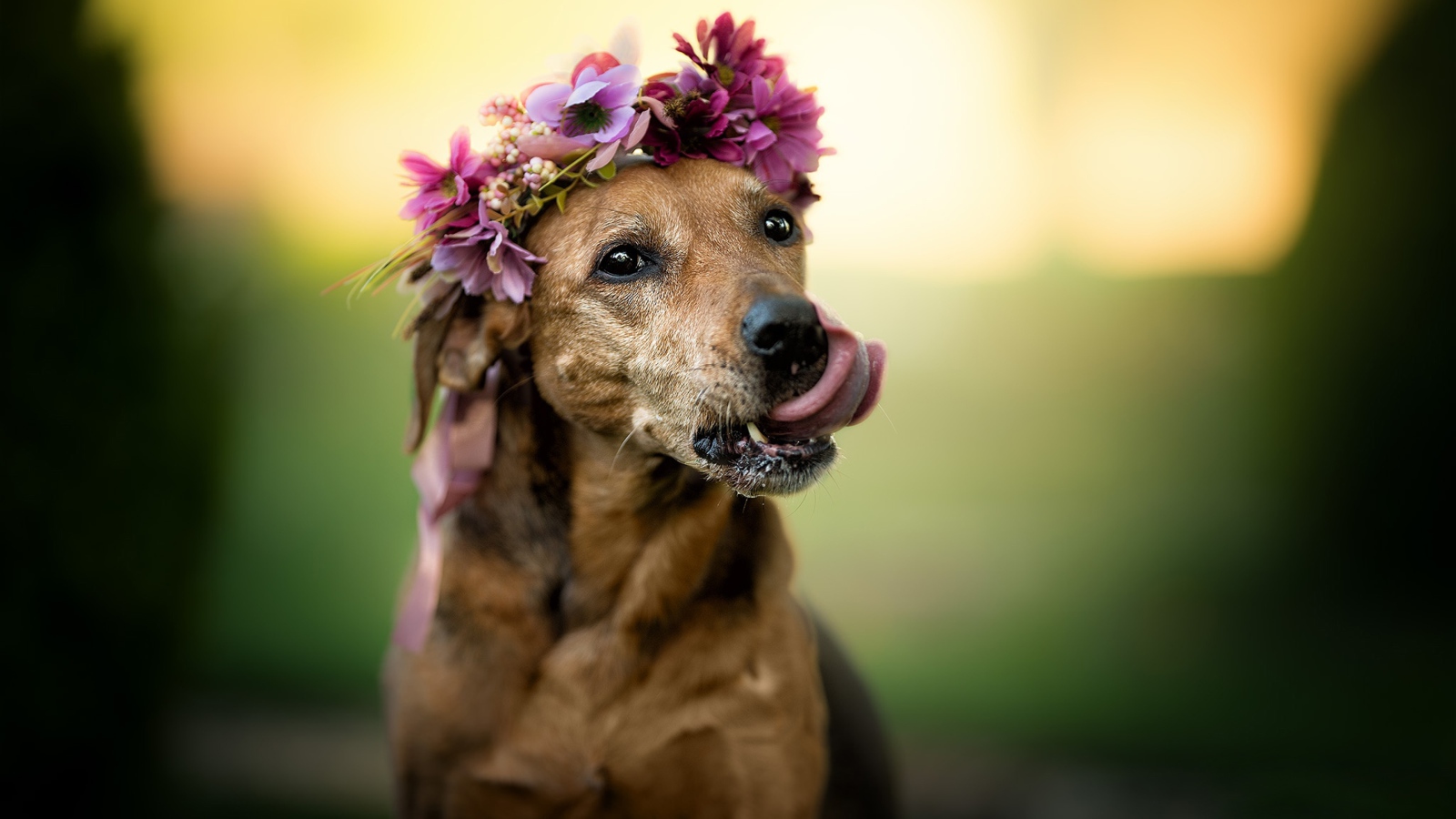 Собака с высунутым языком с венком на голове 