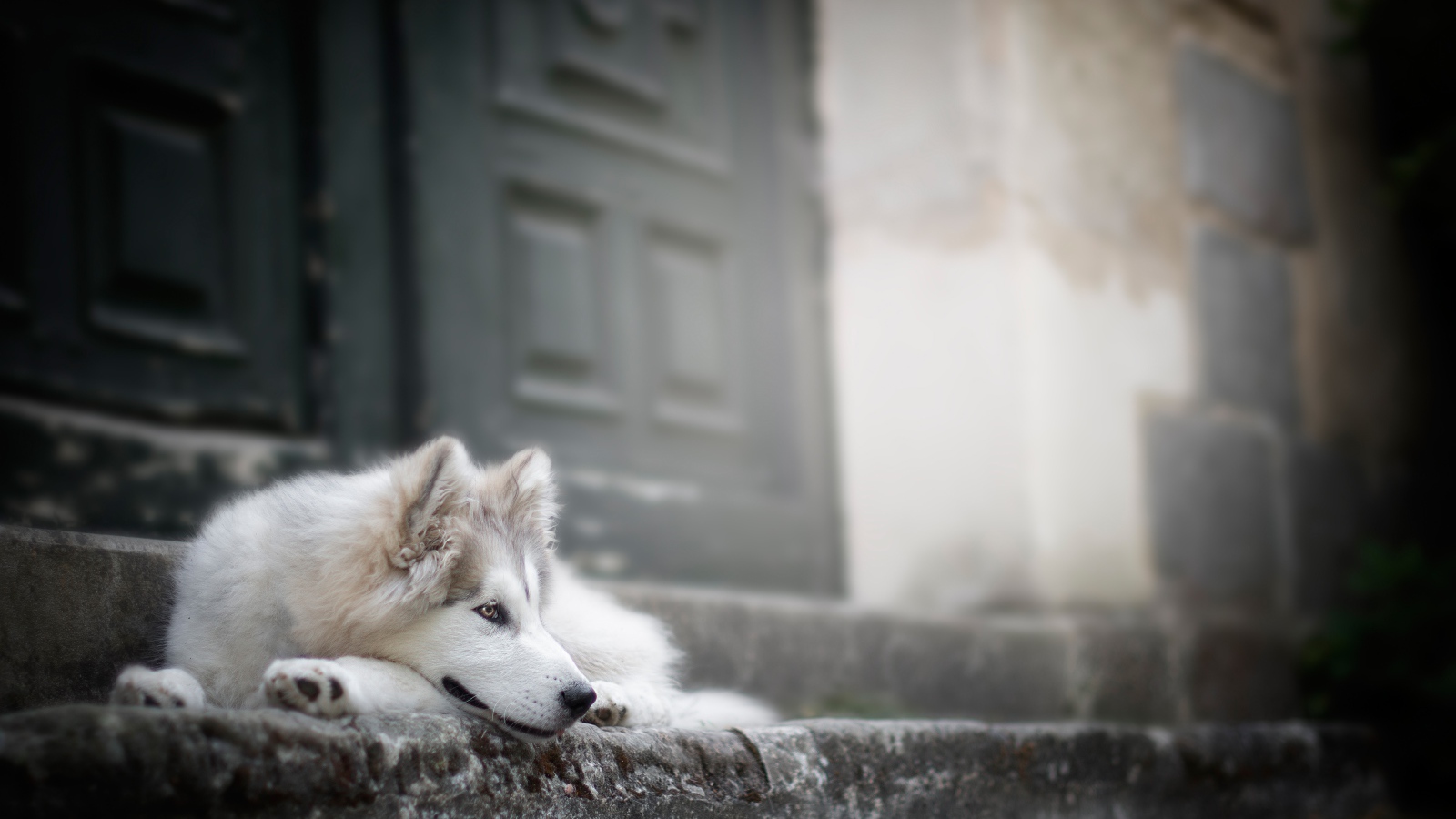 Верный породистый пес на ступенях у дома