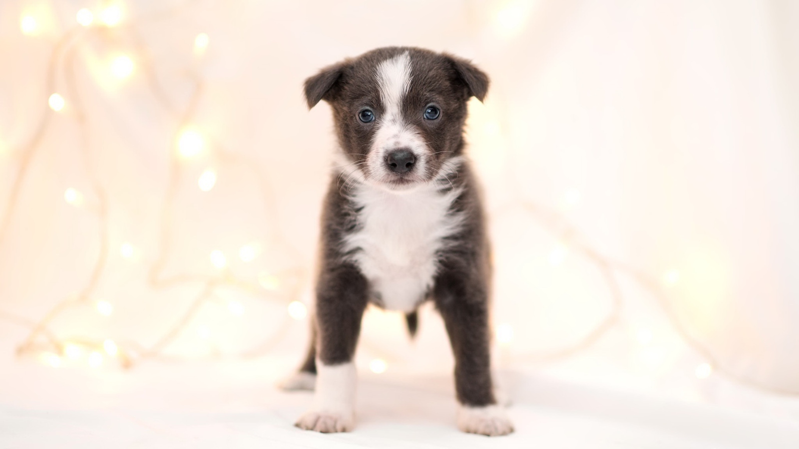 Маленький забавный щенок