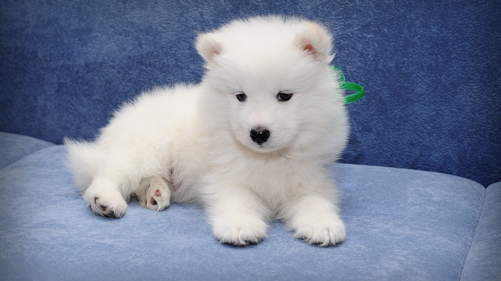 Маленький забавный щенок самоедской собаки